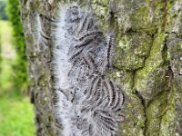 Thaumetopoea processionea 24, Eikenprocessierups, Saxifraga-Ben Delbaere