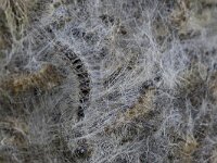 Thaumetopoea processionea 8, Eikenprocessierups, Saxifraga-Luc Hoogenstein