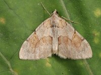 Thera firmata, Pine Carpet