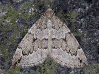 Thera juniperata, Juniper Carpet