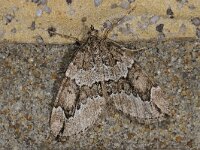 Thera juniperata 3, Jeneverbesspanner, Saxifraga-Ab H Baas