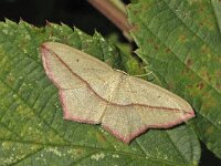 Timandra comae, Blood-vein