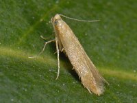 Tischeria ekebladella #12834 : Tischeria ekebladella