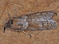 Tortricodes alternella