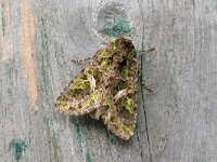 Trachea atriplicis, Orache Moth