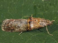 Trachonitis cristella