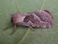 Triodia sylvina