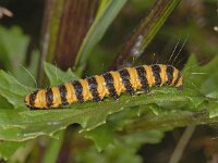 Tyria jacobaeae #08048 : Tyria jacobaeae, Sint-jacobsvlinder