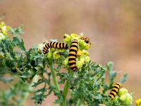 Tyria jacobaeae 22, Sint-jacobsvlinder, Saxifraga-Bart Vastenhouw