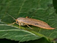 Watsonalla Binaria 03, Gele eenstaart, AHB  Watsonalla Binaria, Gele eenstaart Hardenberg-Heemse op 21 mei 2018 Validatie Zie https://waarneming.nl/waarneming/view/156984061