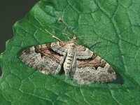 Xanthorhoe designata, Flame Carpet