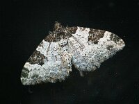 Xanthorhoe fluctuata, Garden Carpet