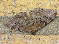 Xanthorhoe quadrifasiata, Large Twin-spot Carpet