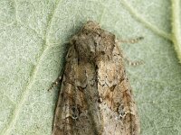 Xestia alpicola, Northern Dart