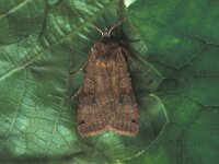 Xestia baja, Dotted Clay