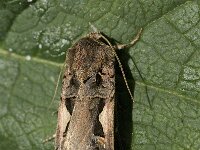 Xestia c-nigrum, Spotted Cutworm