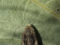 Xestia c-nigrum 3, Zwarte c-uil, Saxifraga-Marijke Verhagen