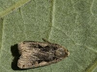 Xestia c-nigrum 4, Zwarte c-uil, Saxifraga-Marijke Verhagen