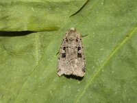 Xestia c-nigrum 5, Zwarte c-uil, Saxifraga-Marijke Verhagen