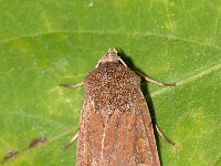 Xestia castanea