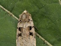 Xestia ditrapezium, Triple-spotted Clay