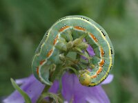 Xylena exsoleta, Sword-grass
