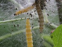 Yponomeuta cagnagella, Spindle Ermine