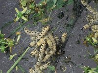 Yponomeuta evonymella, Bird-cherry Ermine