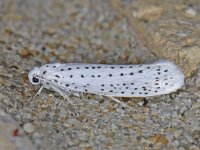 Yponomeuta evonymella 5, Vogelkersstippelmot, Saxifraga-Ab H Baas