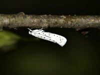 Yponomeuta malinellus