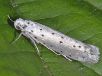 Yponomeuta padella, Orchard Ermine