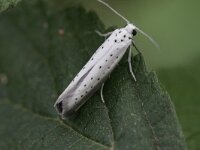 Yponomeuta rorrella, Willow Ermine
