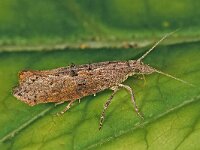 Ypsolopha horridella
