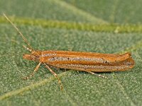 Ypsolopha ustella