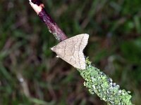 Zanclognatha tarsipennalis