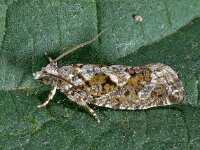 Zeiraphera isertana 01, Grootkopbladroller, AHB  Zeiraphera isertana, Grootkopbladroller Diffelen op 26 juni 2013 Validatie Lepiforum