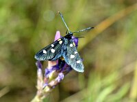 Zygaena ephialtes