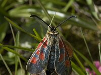 Zygaena exulans