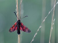 Zygaena filipendulae, Six-Spot Burnet