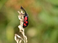 Zygaena loti