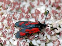Zygaena punctum