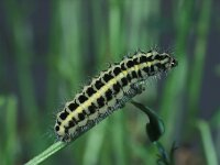 Zygaena trifolii, Five-spot Burnet
