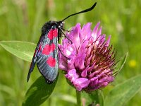 Zygaena trifolii 3, Vijfvlek-sint-jansvlinder, Saxifraga-Peter Meininger