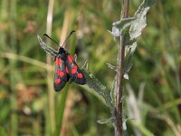 Zygaena trifolii 5, Vijfvlek-sint-jansvlinder, Saxifraga-Peter Meininger