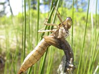 Aeshna caerulea 3, Azuurglazenmaker, Saxifraga-Rob Felix : Animalia, Arthropoda, Insecta, Odonata, animal, arthropod, dargonfly, dier, dieren, geleedpotige, geleedpotigen, insect, insecten, juffer, libel, libellen