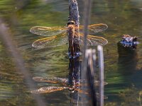 Aeshna grandis 9, Bruine glazenmaker, Saxifraga-Bart Heijne : 2024, Aeshna grandis, Groene Grens, KNNV, Veenendaal, bruine glazenmaker, ei afzettend, eierleggend, insect, inventarisatie, juli, libel, vrouw, zomer