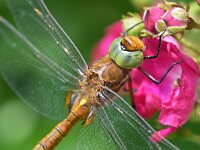 Aeshna isoceles 26, Vroege glazenmaker, Saxifraga-Tom Heijnen