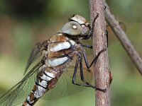 Aeshna mixta, Migrant Hawker