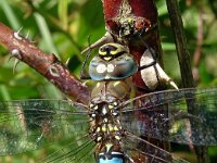 Aeshna mixta 51, Paardenbijter, Saxifraga-Hans Grotenhuis