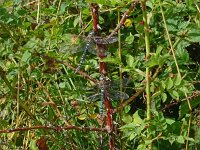 Aeshna mixta 52, Paardenbijter, Saxifraga-Hans Grotenhuis